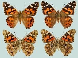 Attēlu rezultāti vaicājumam “Vanessa cardui underside”