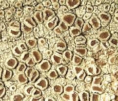 Attēlu rezultāti vaicājumam “Lecanora argentata”