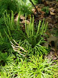 Attēlu rezultāti vaicājumam “Diphasium complanatum”