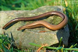 Attēlu rezultāti vaicājumam “Anguis fragilis adult”