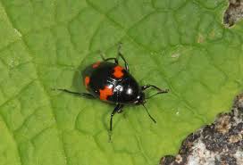 Attēlu rezultāti vaicājumam “Scaphidium quadrimaculatum”