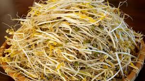 Image result for bean sprout