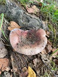 Attēlu rezultāti vaicājumam “Russula vesca”