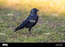 Attēlu rezultāti vaicājumam “Corvus monedula adult”