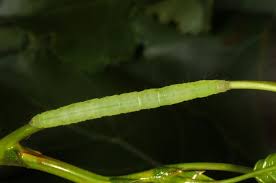 Attēlu rezultāti vaicājumam “Colobochyla salicalis”