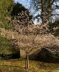Attēlu rezultāti vaicājumam “Prunus padus var. roseiflora”