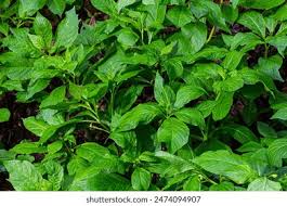 Attēlu rezultāti vaicājumam “Scopolia carniolica leaf”