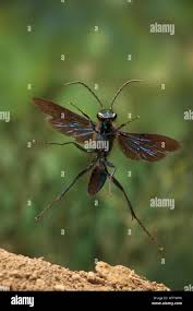 Attēlu rezultāti vaicājumam “Pompilidae”