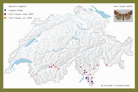 Attēlu rezultāti vaicājumam “Pyralis regalis”