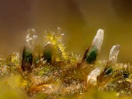 Attēlu rezultāti vaicājumam “Lophozia incisa”