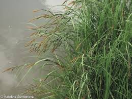 Attēlu rezultāti vaicājumam “Carex acuta leaf”