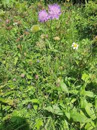 Image result for Knautia dipsacifolia