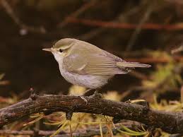Attēlu rezultāti vaicājumam “Phylloscopus trochiloides”