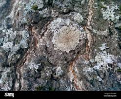 Attēlu rezultāti vaicājumam “Physconia enteroxantha”