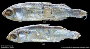 Image result for Mugil curema