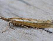 Attēlu rezultāti vaicājumam “Agriphila tristella”