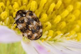 Attēlu rezultāti vaicājumam “Anthrenus sp. imago”