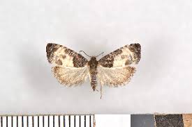 Attēlu rezultāti vaicājumam “Notocelia cynosbatella”