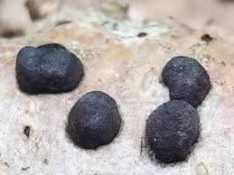 Attēlu rezultāti vaicājumam “Hypoxylon fuscum”