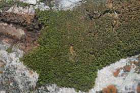 Attēlu rezultāti vaicājumam “Gymnostomum aeruginosum”