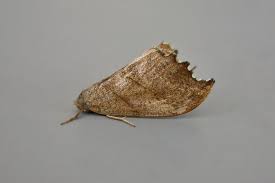 Attēlu rezultāti vaicājumam “Falcaria lacertinaria”