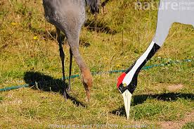 Attēlu rezultāti vaicājumam “Grus grus adult”