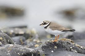 Attēlu rezultāti vaicājumam “Charadrius hiaticula adult”