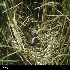 Attēlu rezultāti vaicājumam “Emberiza schoeniclus nest”