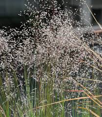 Attēlu rezultāti vaicājumam “Deschampsia flexuosa bud”