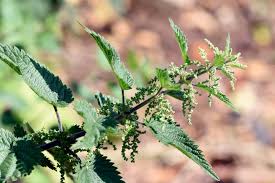 Attēlu rezultāti vaicājumam “Urtica dioica”