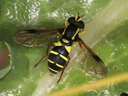 Attēlu rezultāti vaicājumam “Xanthogramma sp.”