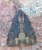 Attēlu rezultāti vaicājumam “Dypterygia scabriuscula”