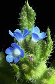 Attēlu rezultāti vaicājumam “Anchusa arvensis”