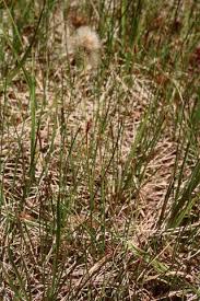 Attēlu rezultāti vaicājumam “Eriophorum gracile”