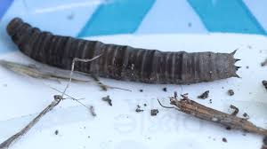 Attēlu rezultāti vaicājumam “Tipulidae larva”