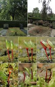 Attēlu rezultāti vaicājumam “Buxbaumia aphylla”