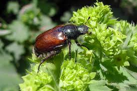 Attēlu rezultāti vaicājumam “Phyllopertha horticola imago”