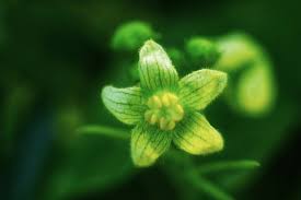 Attēlu rezultāti vaicājumam “Bryonia alba bud”