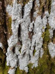 Attēlu rezultāti vaicājumam “Pertusaria albescens”