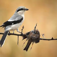 Attēlu rezultāti vaicājumam “Laniidae”