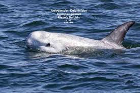 Image result for Grampus griseus