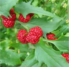 Image result for chenopodium foliosum
