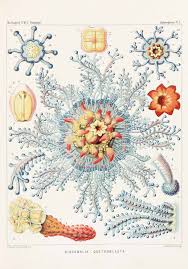 Image result for ernst haeckel