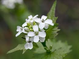 Attēlu rezultāti vaicājumam “Alliaria petiolata”