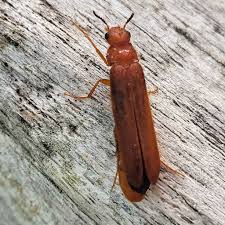 Attēlu rezultāti vaicājumam “Hylecoetus dermestoides male”