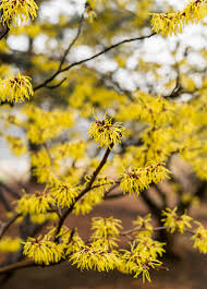 Attēlu rezultāti vaicājumam “Hamamelis virginiana flower”