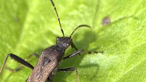 Attēlu rezultāti vaicājumam “Alydus calcaratus”