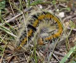 Attēlu rezultāti vaicājumam “Lasiocampa trifolii male”