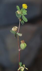 Attēlu rezultāti vaicājumam “Trifolium dubium bud”
