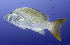 Image result for Lutjanus jocu